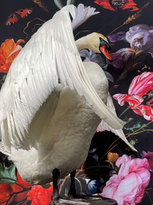 Ornate stuffed mute swan