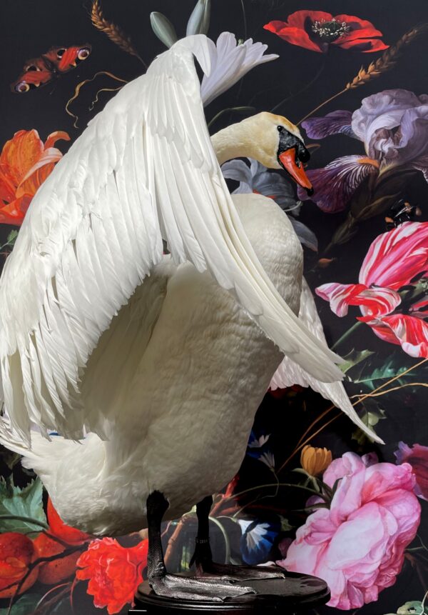 Ornate stuffed mute swan