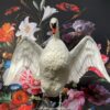 Taxidermy swan