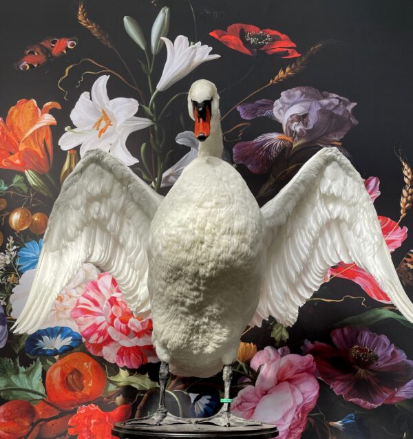 Taxidermy swan