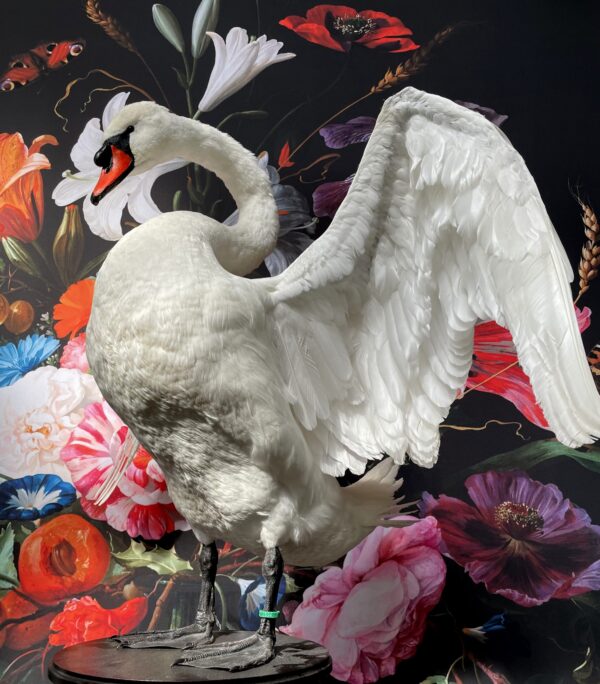 Taxidermy swan