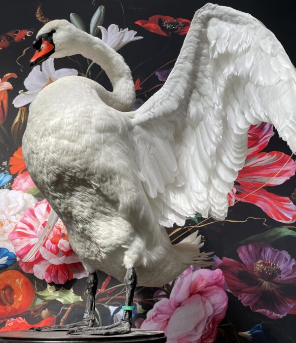 Taxidermy swan