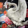 Taxidermy swan