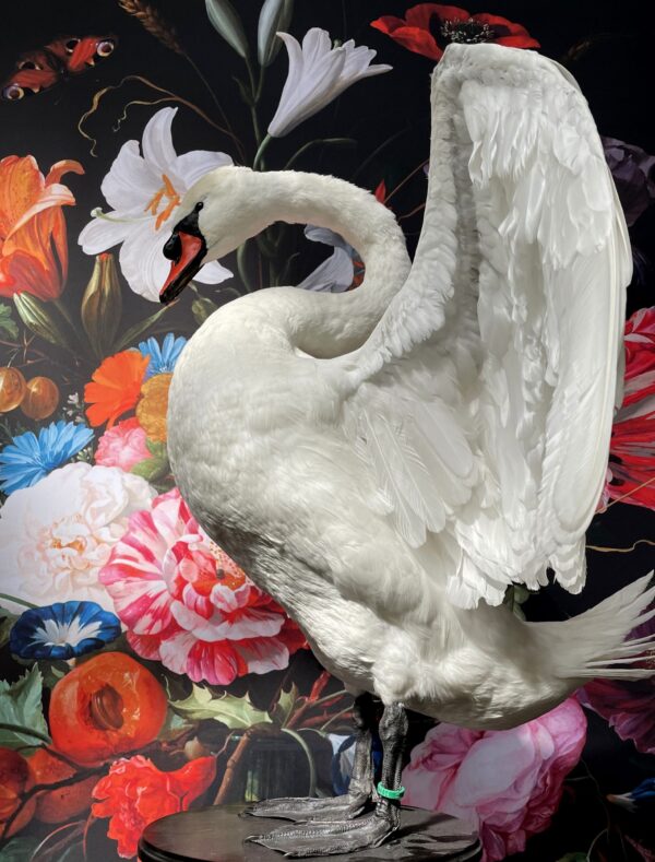 Taxidermy swan