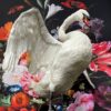 Taxidermy swan