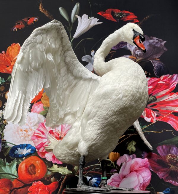 Taxidermy swan