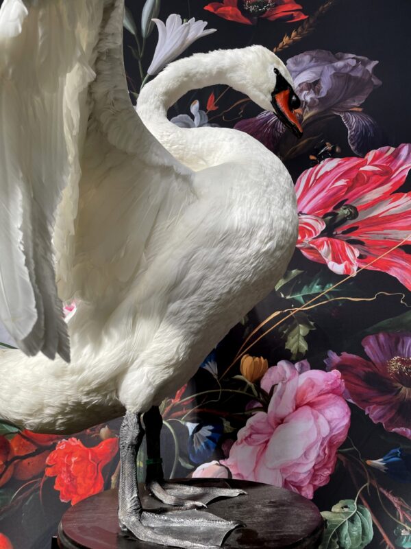 Taxidermy swan