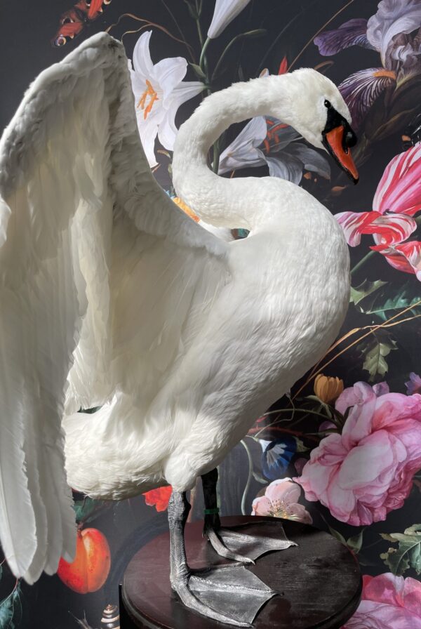 Taxidermy swan