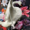 Taxidermy swan