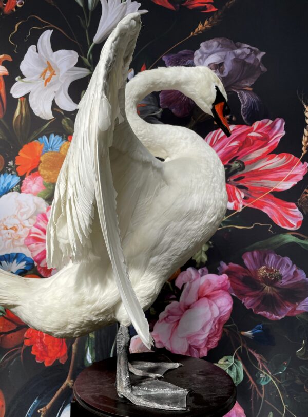 Taxidermy swan