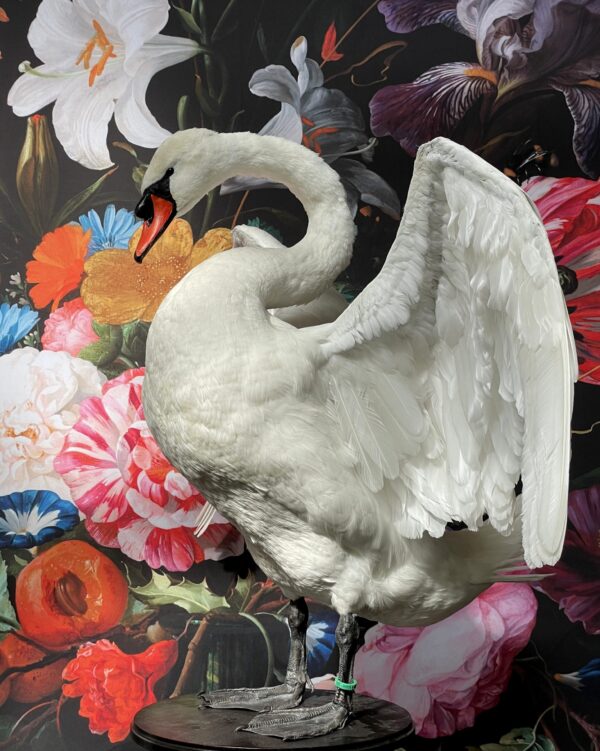 Taxidermy swan