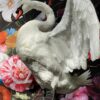 Taxidermy swan