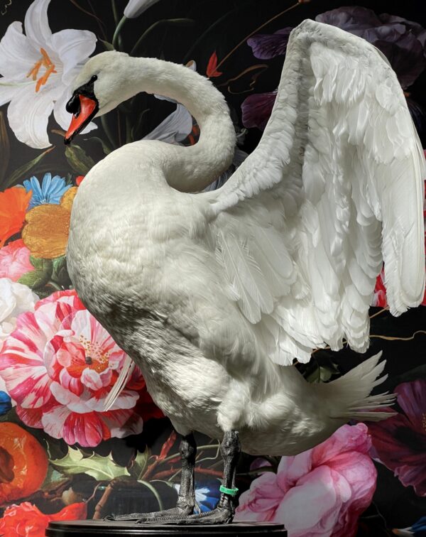 Taxidermy swan