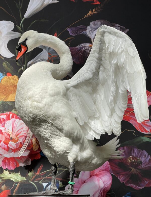 Taxidermy swan