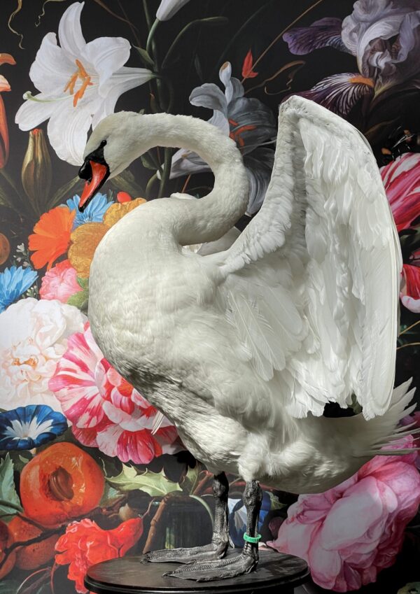 Taxidermy swan