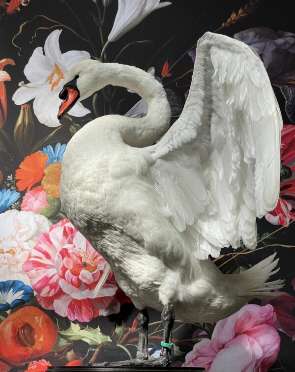 Taxidermy swan