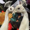 Mounted white peacock