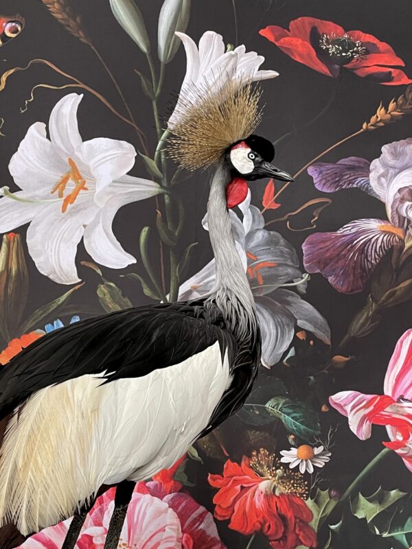 Opgezette kroonkraanvogel