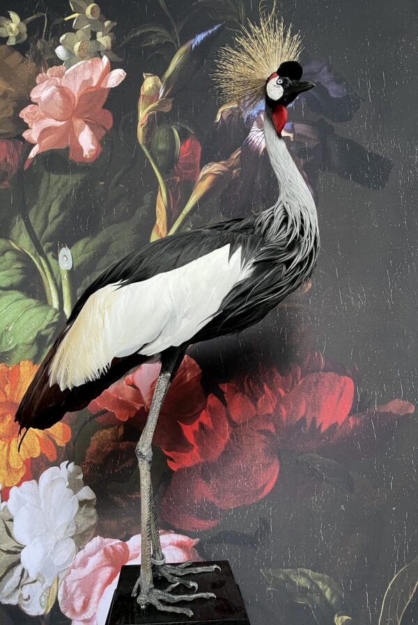 Opgezette kroonkraanvogel