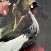 Opgezette kroonkraanvogel