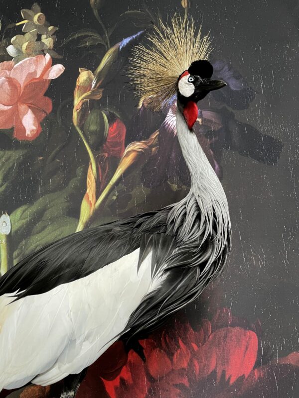 Opgezette kroonkraanvogel