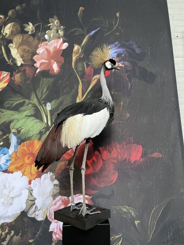 Opgezette kroonkraanvogel