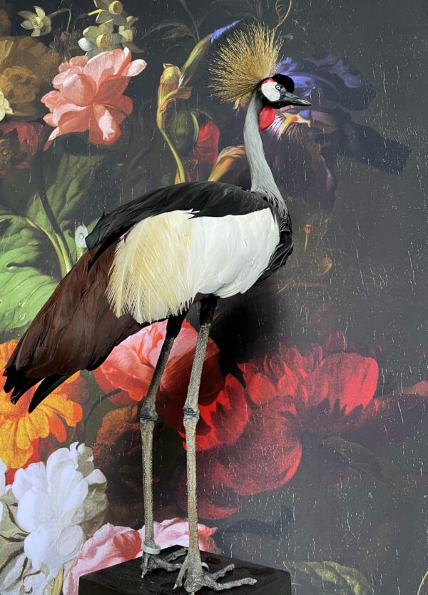 Opgezette kroonkraanvogel