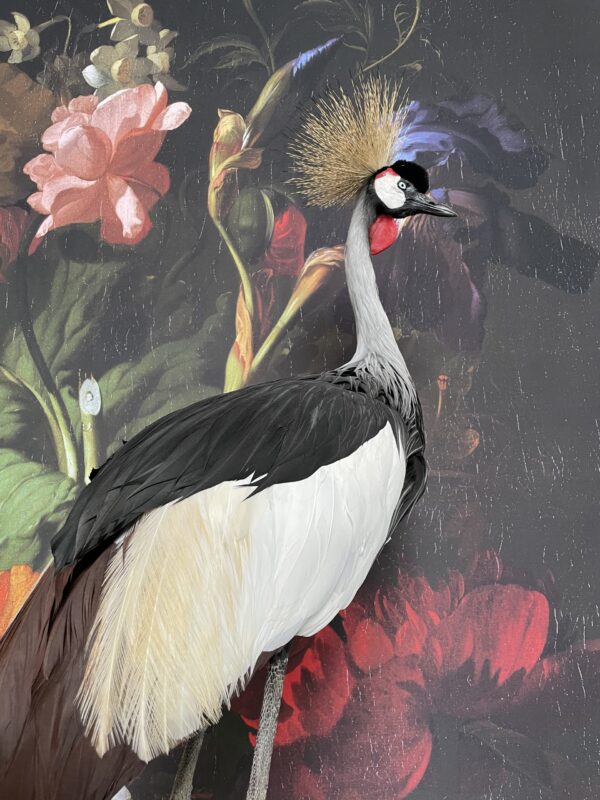 Opgezette kroonkraanvogel