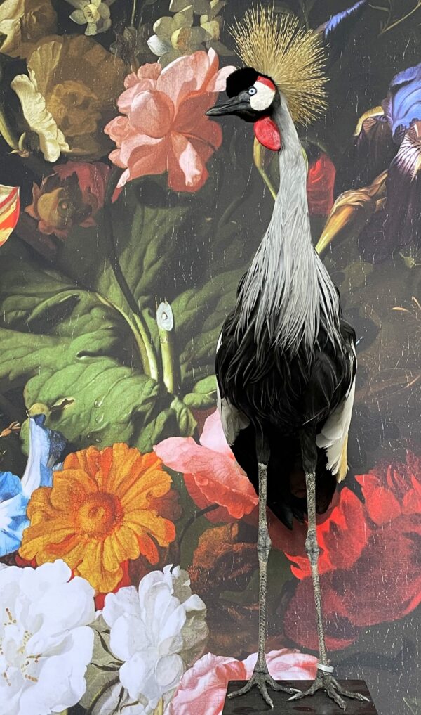 Opgezette kroonkraanvogel