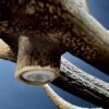 Elongated antler lamp of red deer antlers