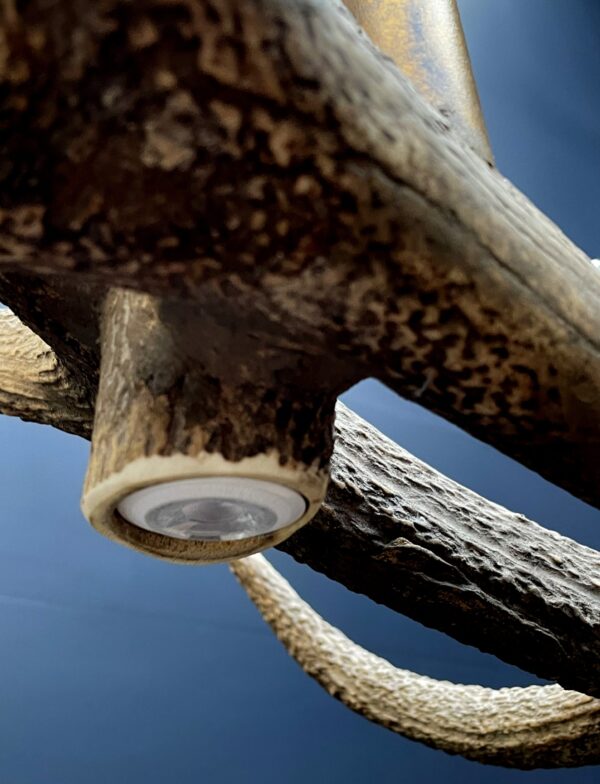 Elongated antler lamp of red deer antlers