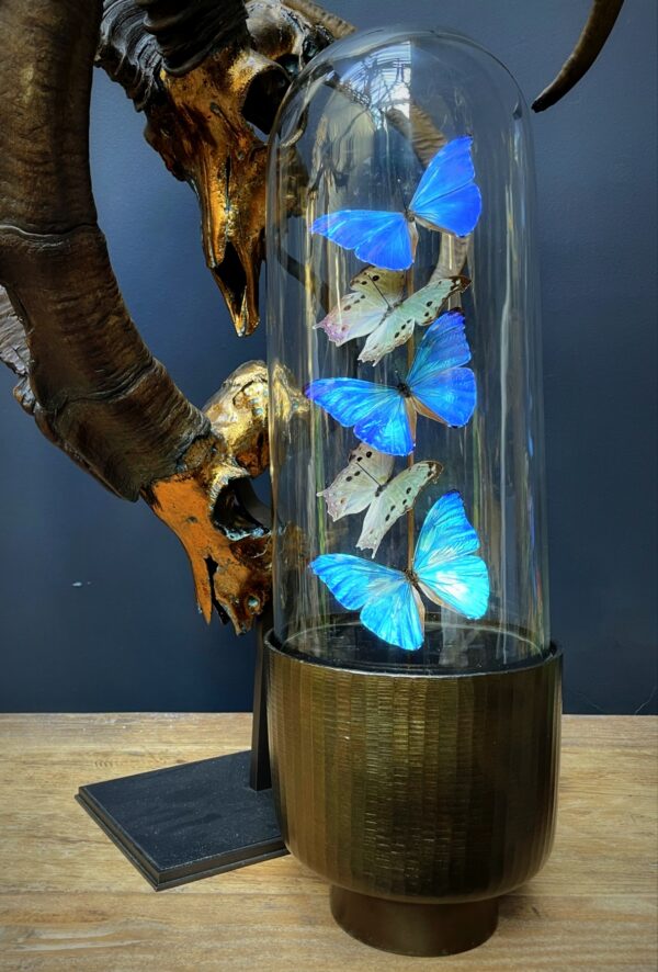 Modern Bullet dome with Morpho Adonis and Salamis butterflies