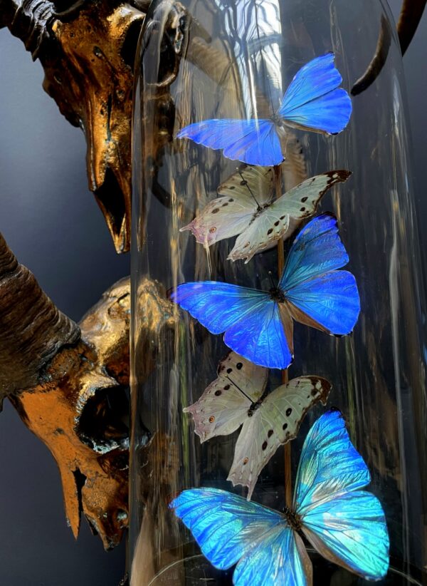 Moderne Bullet Glasglocke mit Morpho Adonis und Salamis Schmetterlingen