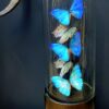 Moderne Bullet stolp met Morpho Adonis en Salamis vlinders