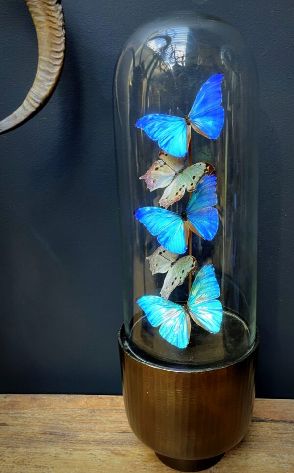 Moderne Bullet stolp met Morpho Adonis en Salamis vlinders