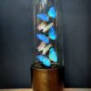 Moderne Bullet Glasglocke mit Morpho Adonis und Salamis Schmetterlingen