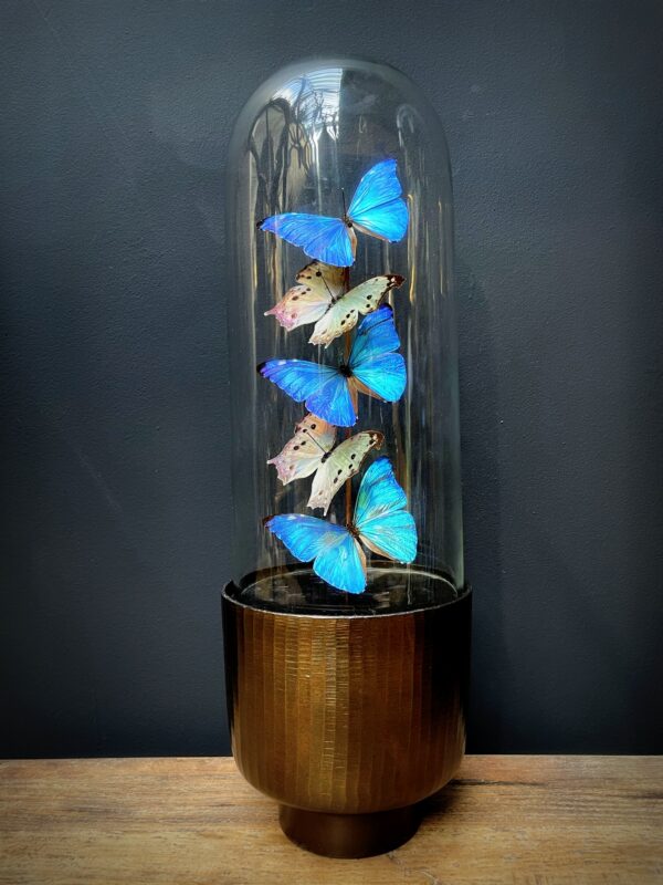 Moderne Bullet Glasglocke mit Morpho Adonis und Salamis Schmetterlingen