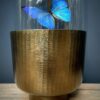 Moderne Bullet Glasglocke mit Morpho Adonis und Salamis Schmetterlingen