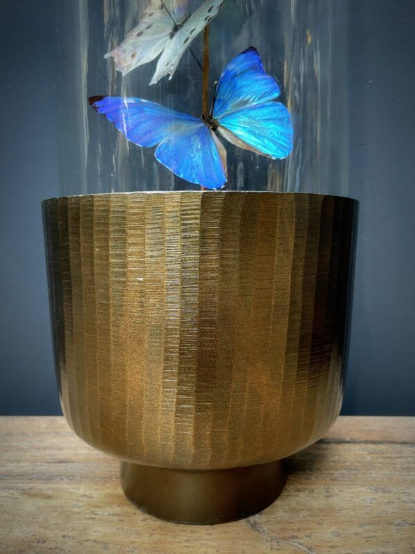 Modern Bullet dome with Morpho Adonis and Salamis butterflies