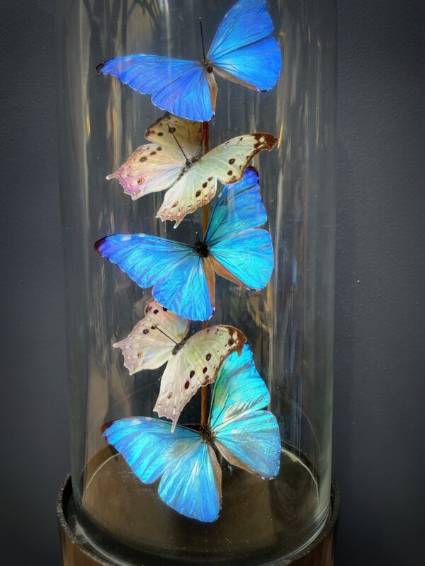 Modern Bullet dome with Morpho Adonis and Salamis butterflies