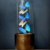 Modern Bullet dome with Morpho Adonis and Salamis butterflies