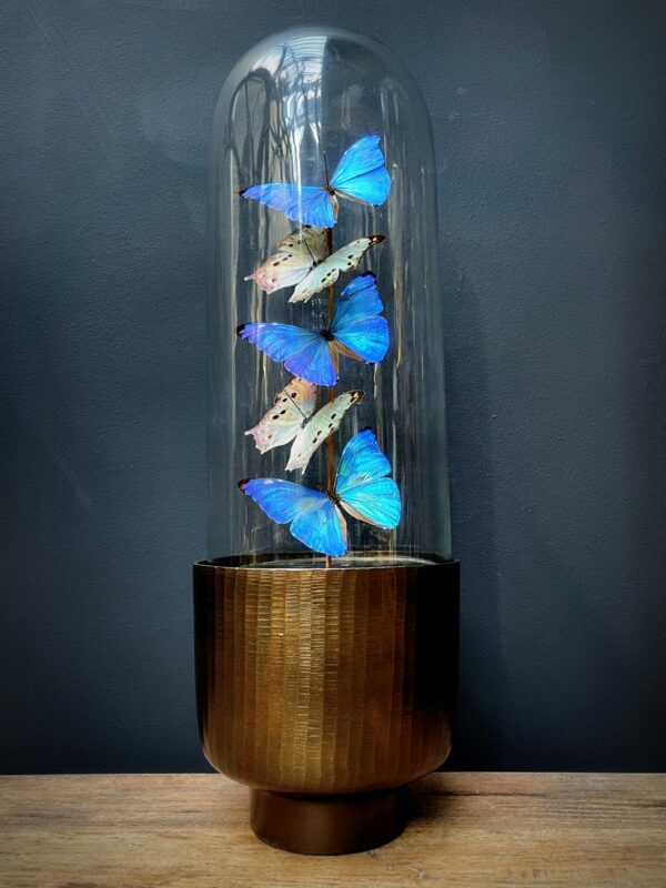 Modern Bullet dome with Morpho Adonis and Salamis butterflies