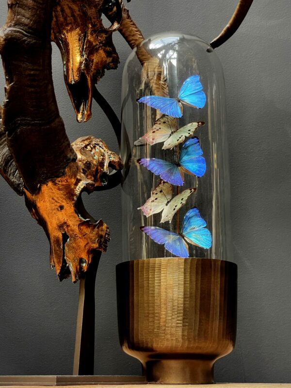 Modern Bullet dome with Morpho Adonis and Salamis butterflies