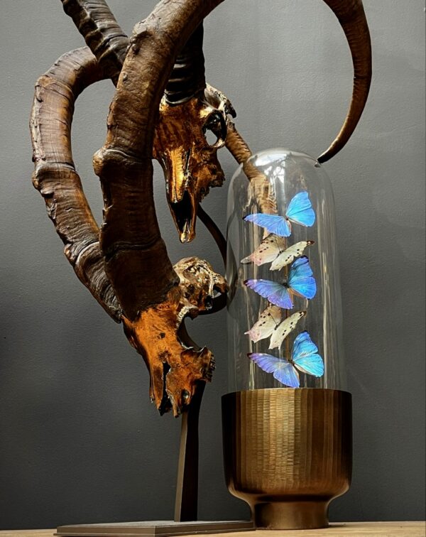 Modern Bullet dome with Morpho Adonis and Salamis butterflies