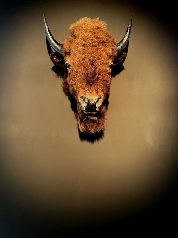 Opgezette kop van een bizon