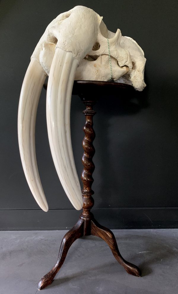 Heavy skull of a walrus