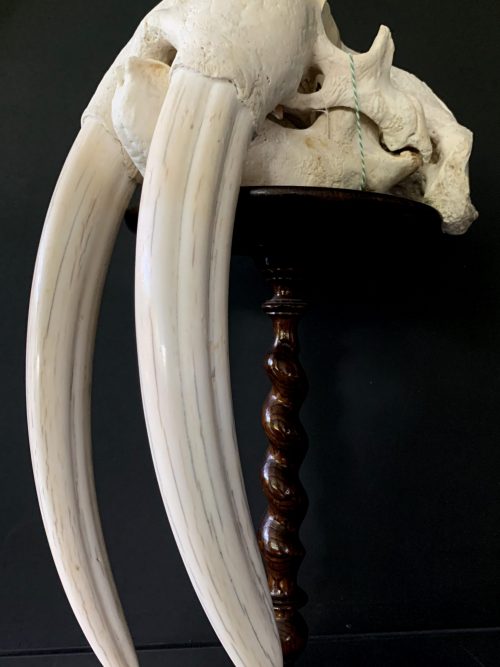 Zware schedel van een walrus