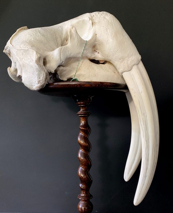 Heavy skull of a walrus