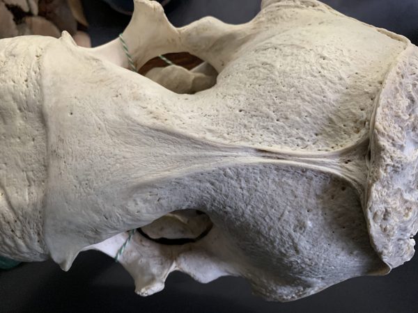 Zware schedel van een walrus