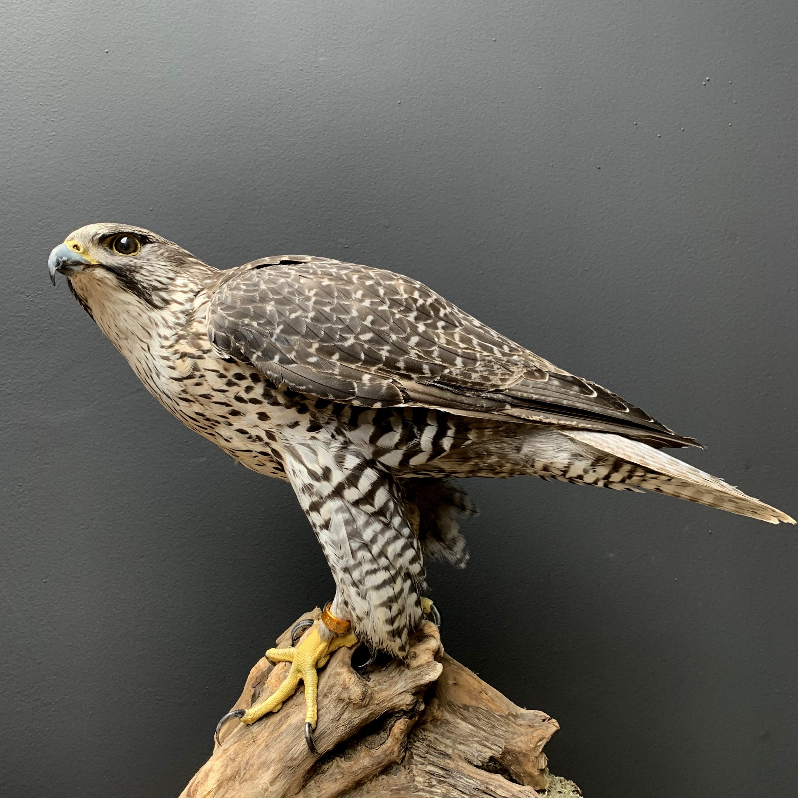 Ausgestopfter grauer Gyrfalcon BEAST Interiors